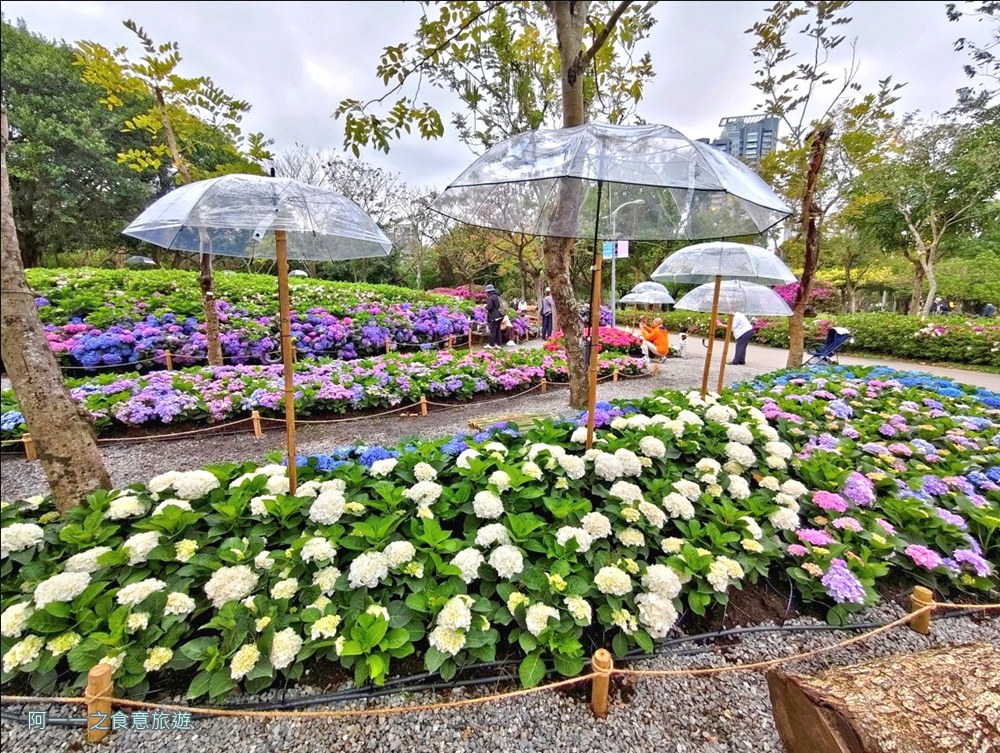 大安森林公園繡球花展.台北杜鵑花季