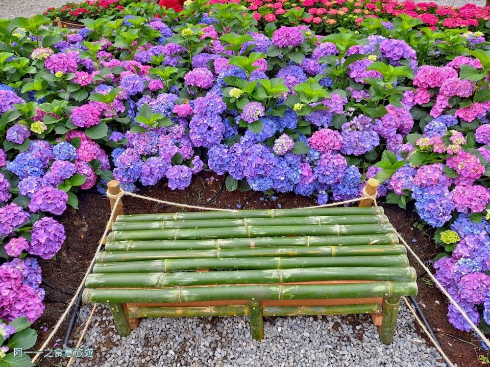 大安森林公園繡球花展.台北杜鵑花季