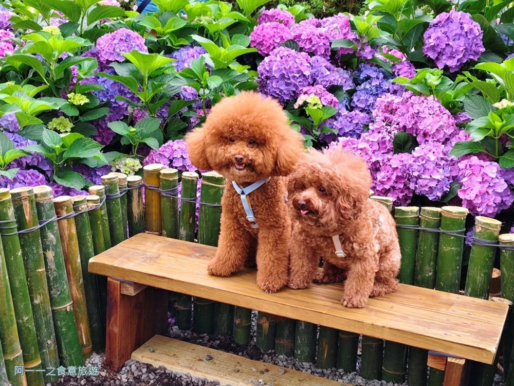 大安森林公園繡球花展.台北杜鵑花季