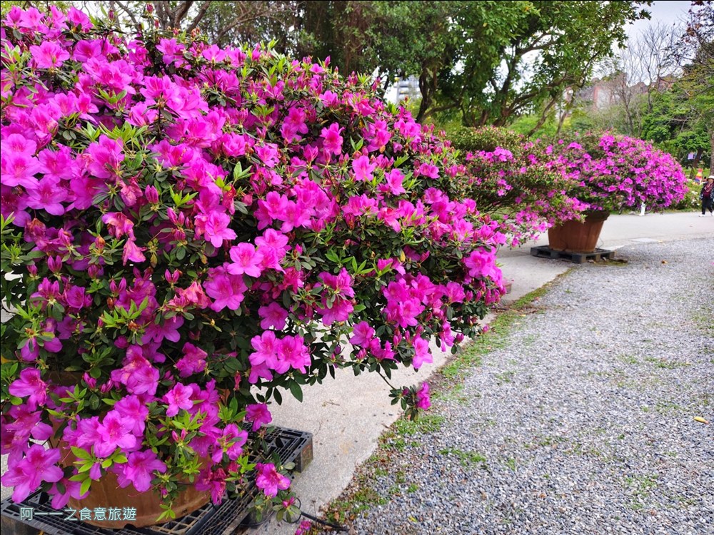 大安森林公園繡球花展.台北杜鵑花季