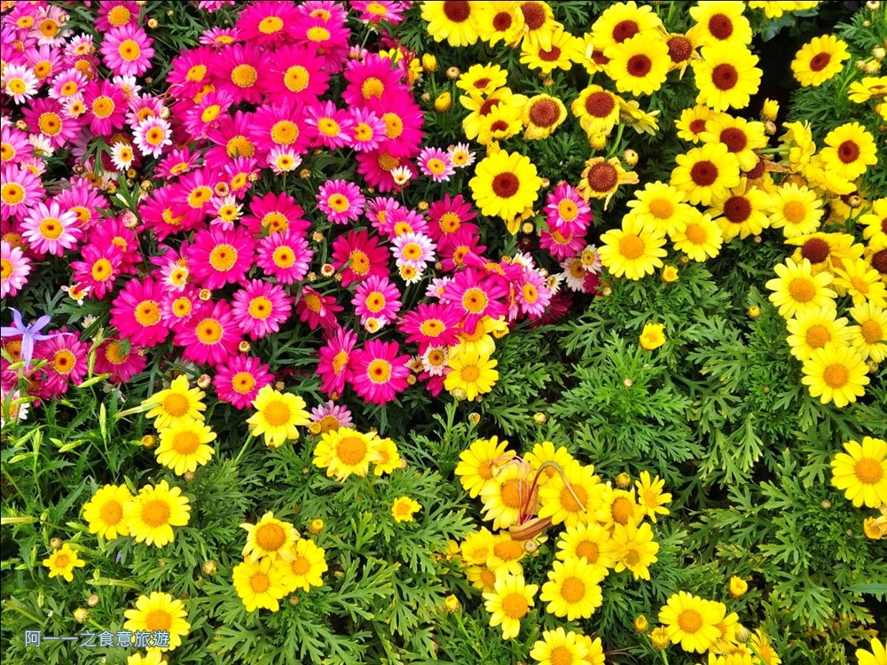 大安森林公園繡球花展.台北杜鵑花季