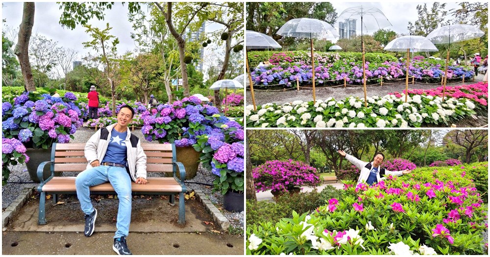 大安森林公園繡球花展.台北杜鵑花季