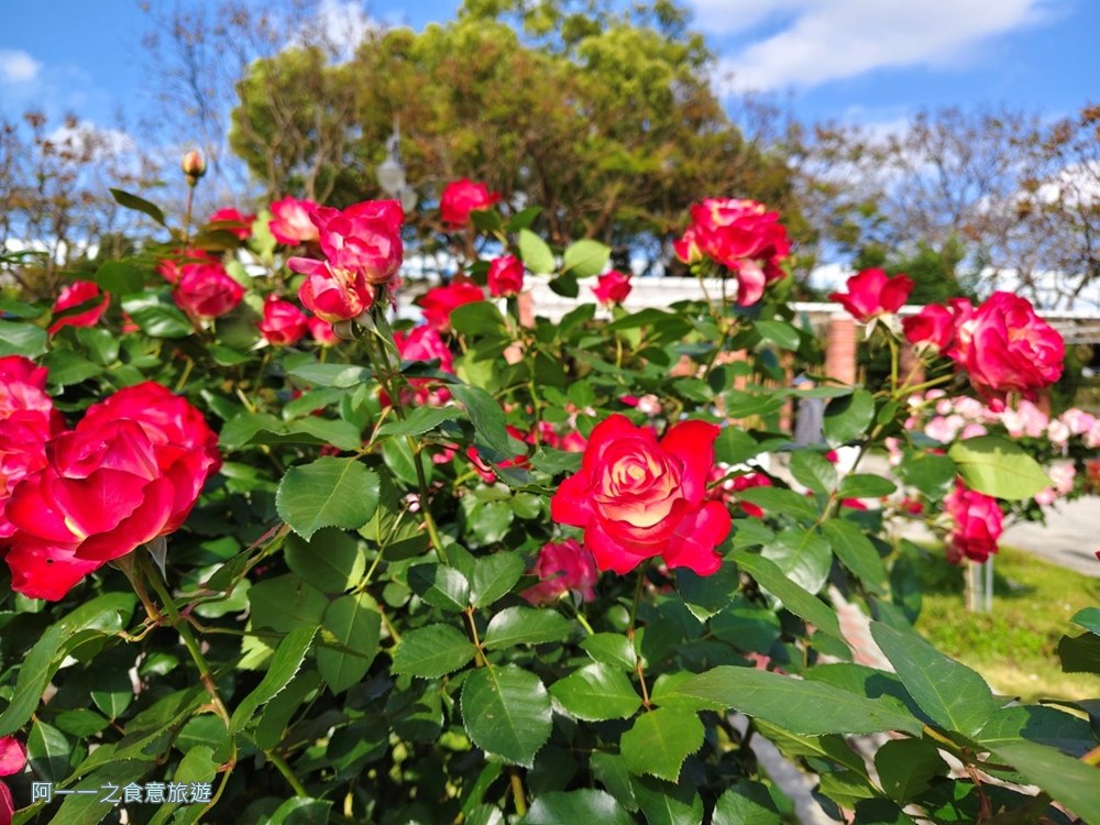 台北玫瑰園.新生公園.賞花景點.免費