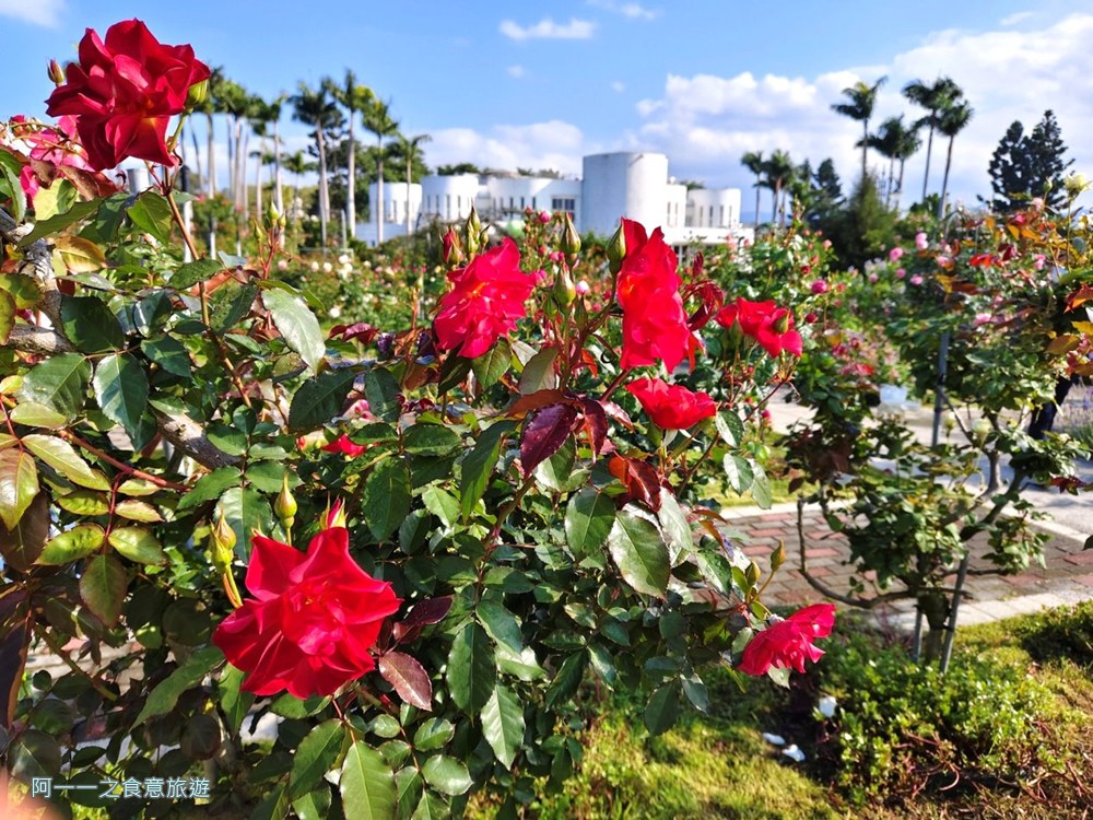 台北玫瑰園.新生公園.賞花景點.免費