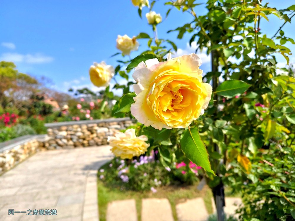 台北玫瑰園.新生公園.賞花景點.免費