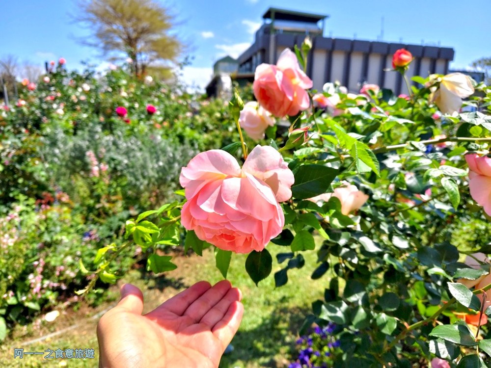 台北玫瑰園.新生公園.賞花景點.免費