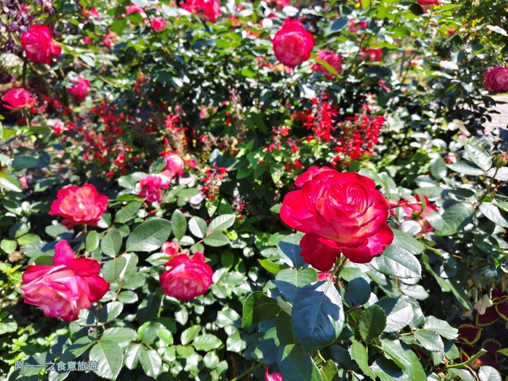 台北玫瑰園.新生公園.賞花景點.免費