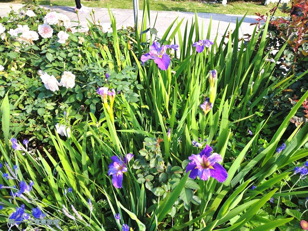 台北玫瑰園.新生公園.賞花景點.免費