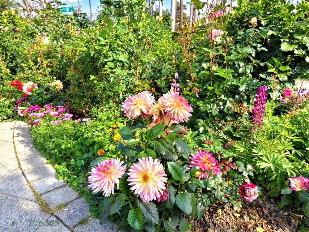 台北玫瑰園.新生公園.賞花景點.免費