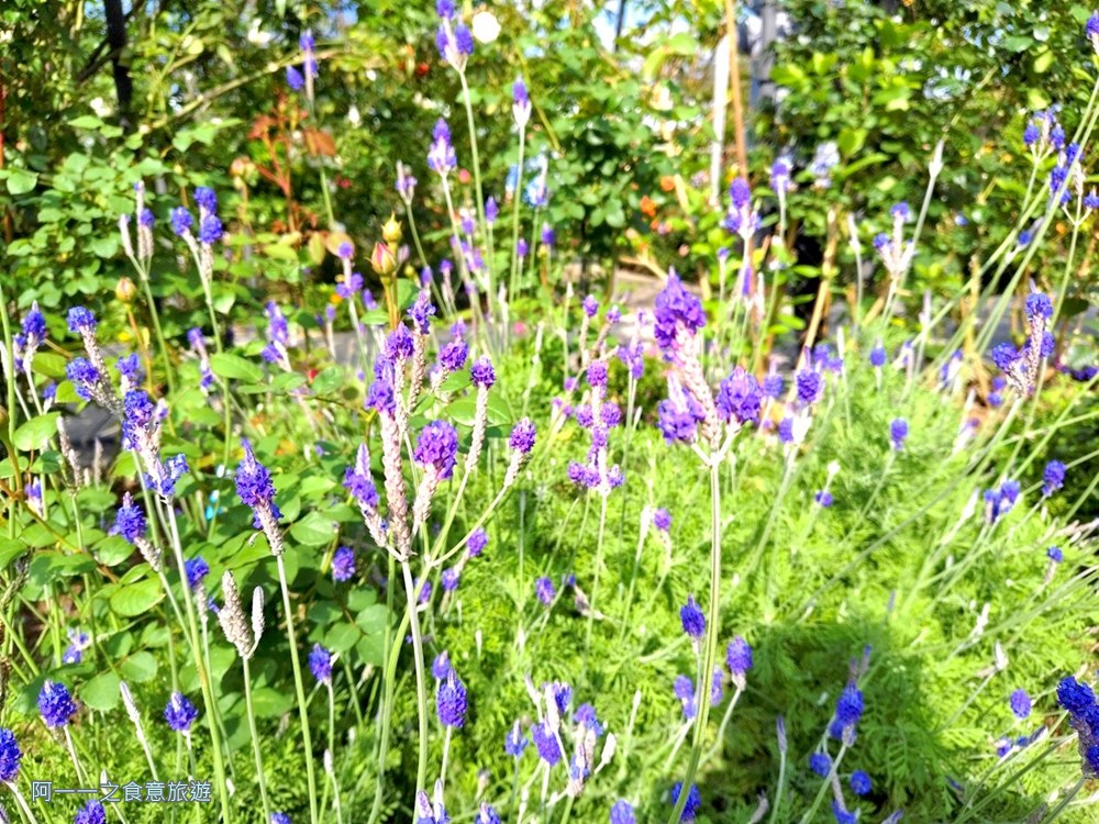 台北玫瑰園.新生公園.賞花景點.免費
