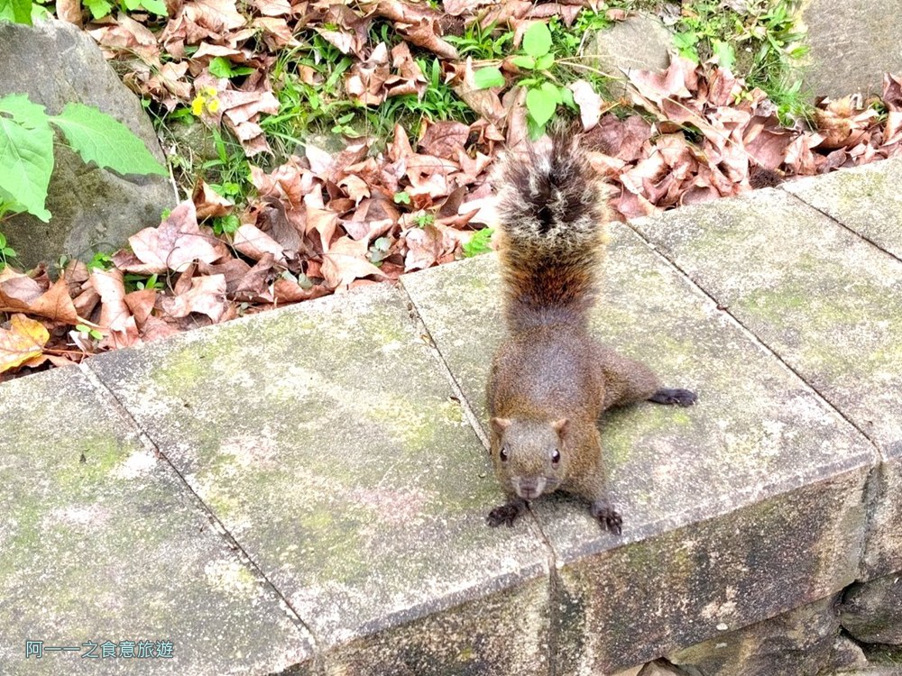 大安森林公園松鼠