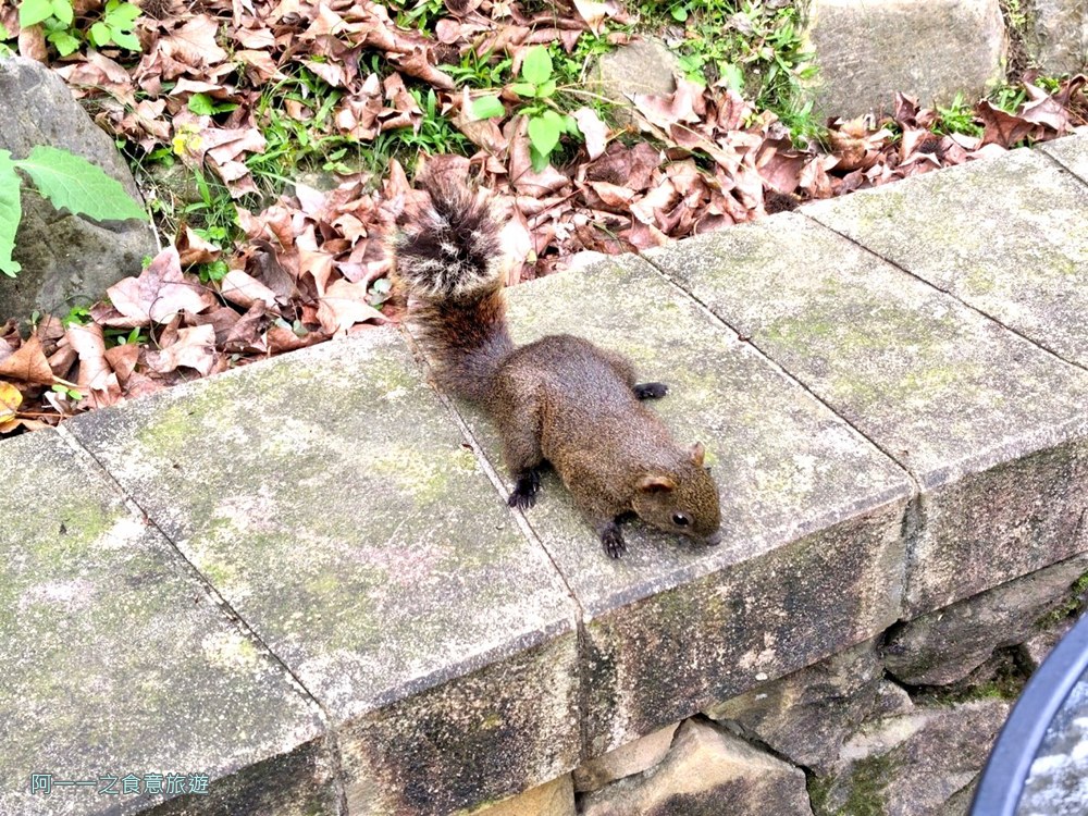 大安森林公園松鼠