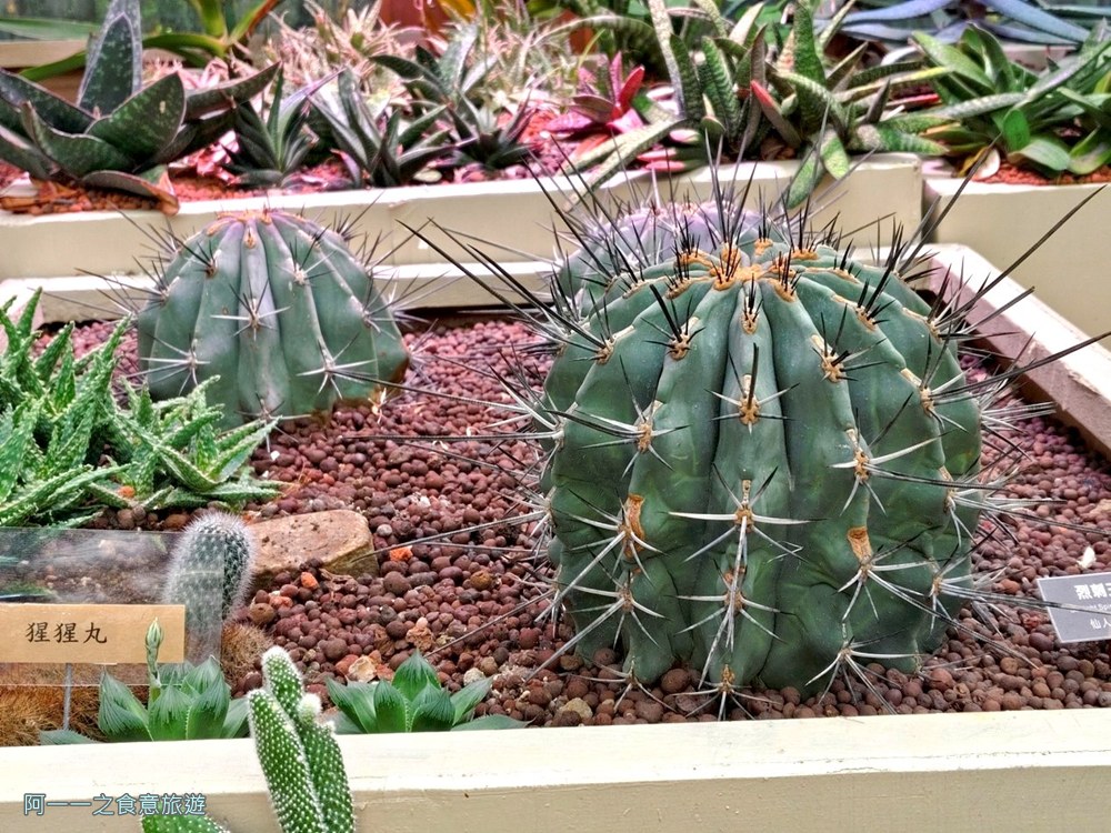 台北典藏植物園.免費親子景點.雨天備案