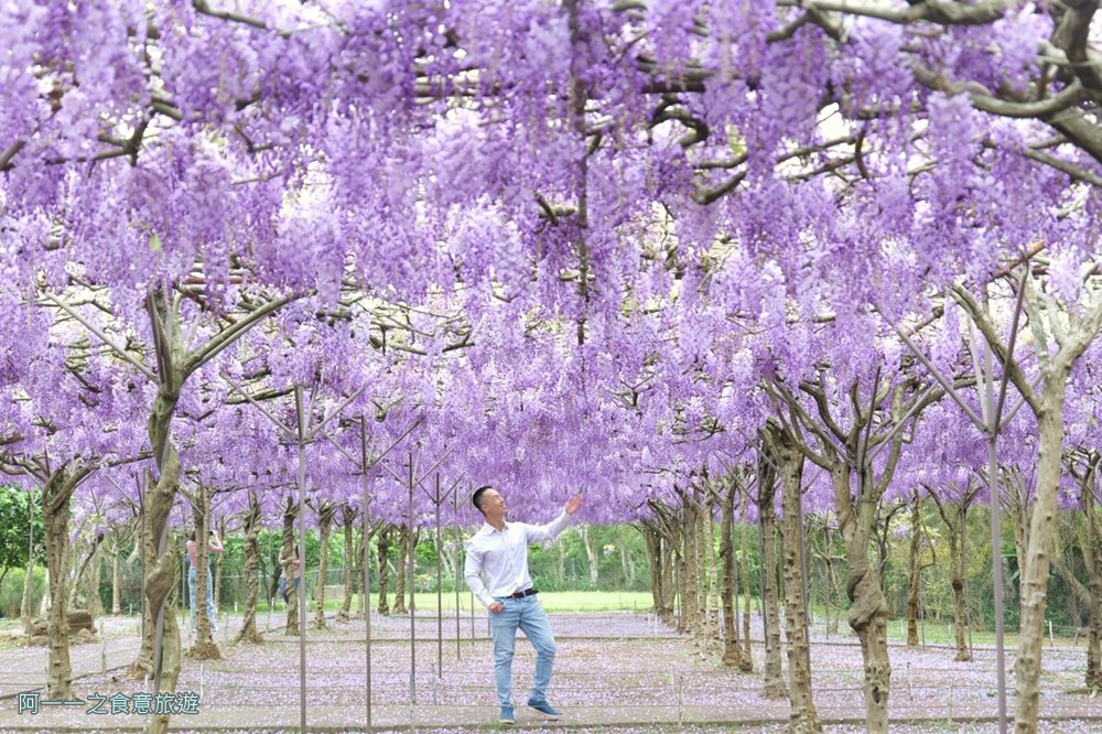 淡水紫藤花園二號水源園區.北海岸秘境.ig景點