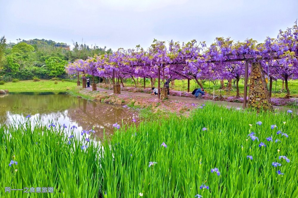 淡水紫藤花園二號水源園區.北海岸秘境.ig景點