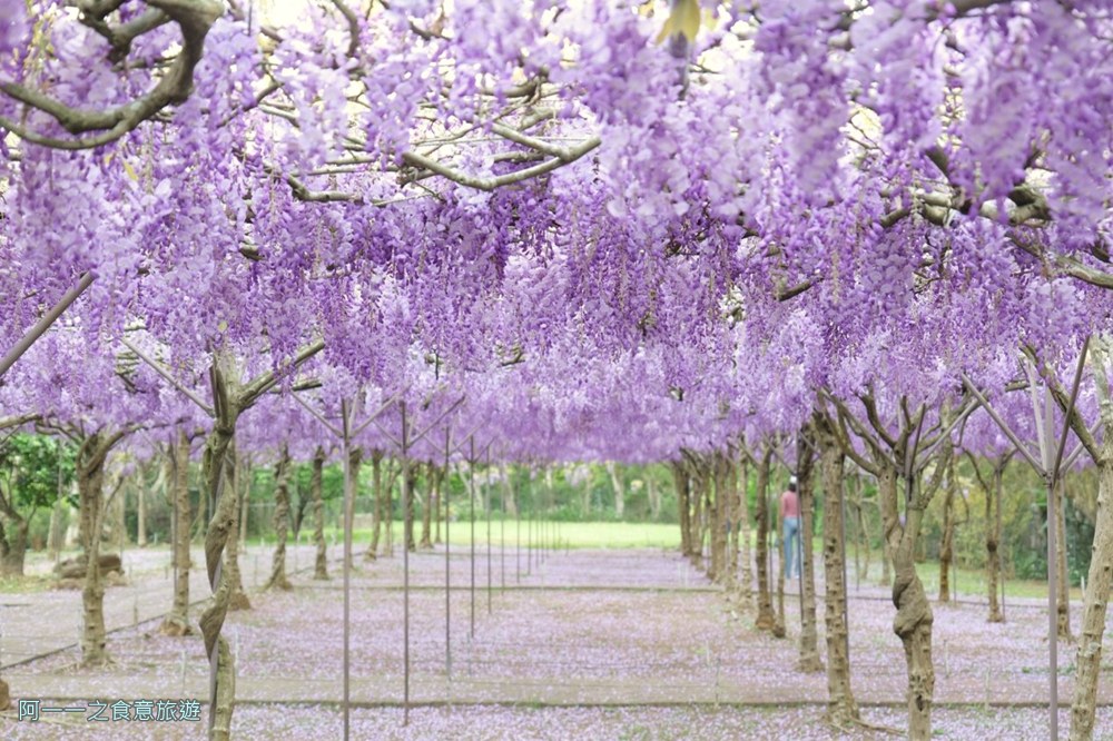 淡水紫藤花園二號水源園區.北海岸秘境.ig景點