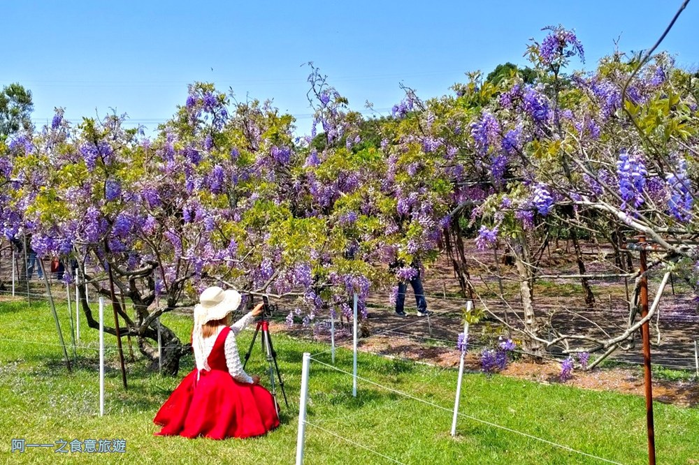 淡水紫藤花園二號水源園區.北海岸秘境.ig景點