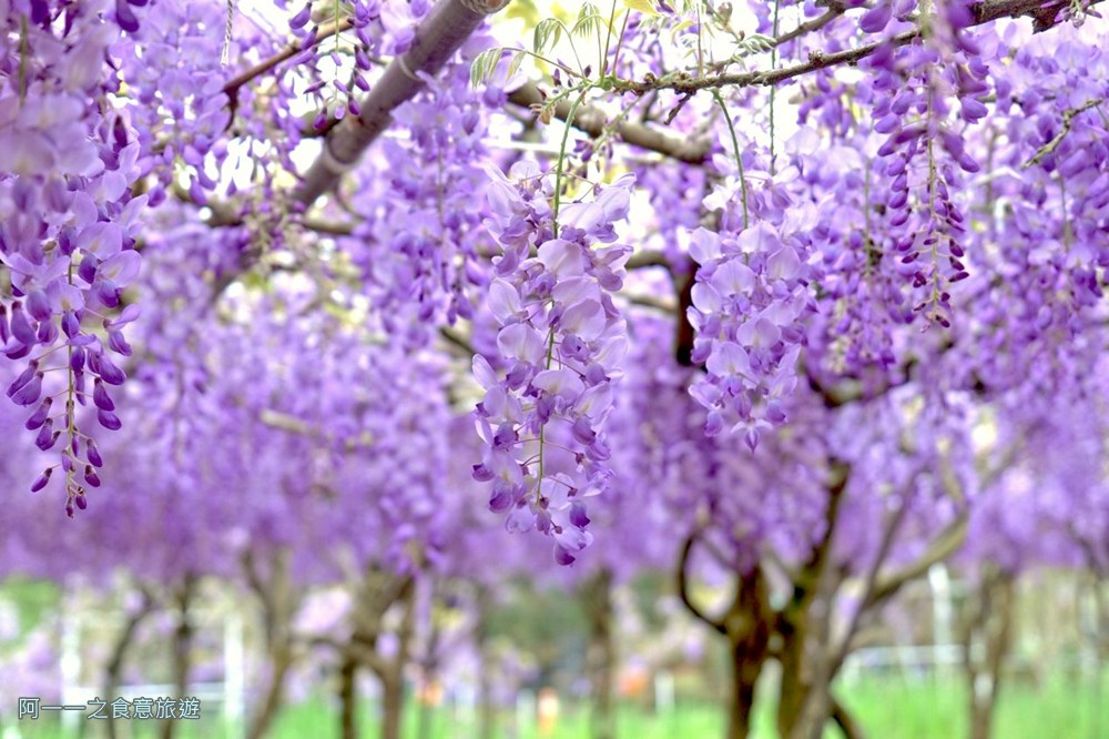 淡水紫藤花園二號水源園區.北海岸秘境.ig景點