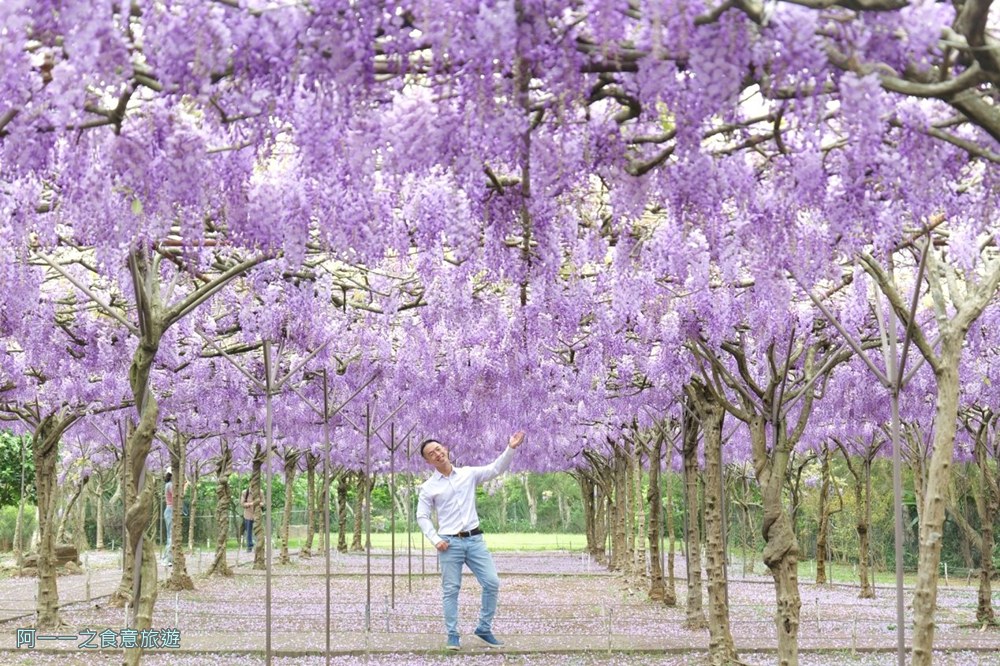 淡水紫藤花園二號水源園區.北海岸秘境.ig景點