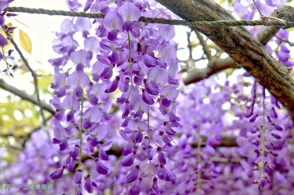 淡水紫藤花園二號水源園區.北海岸秘境.ig景點