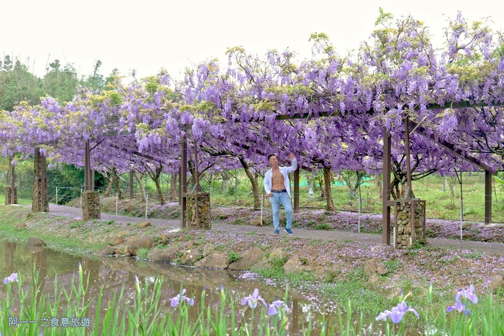 淡水紫藤花園二號水源園區.北海岸秘境.ig景點