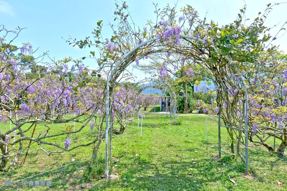 淡水紫藤花園二號水源園區.北海岸秘境.ig景點
