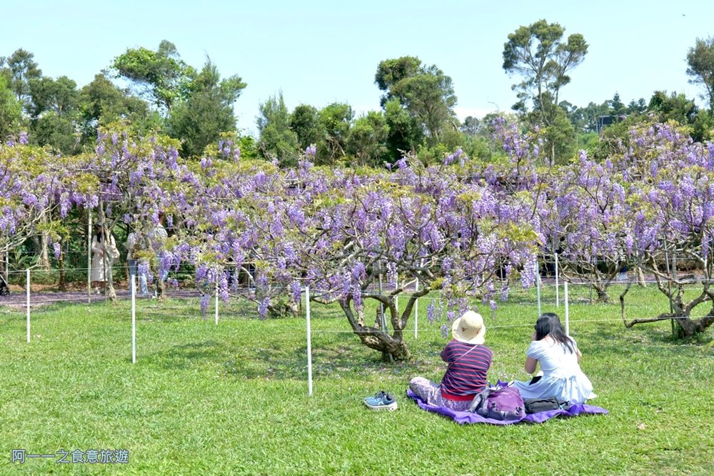 淡水紫藤花園二號水源園區.北海岸秘境.ig景點