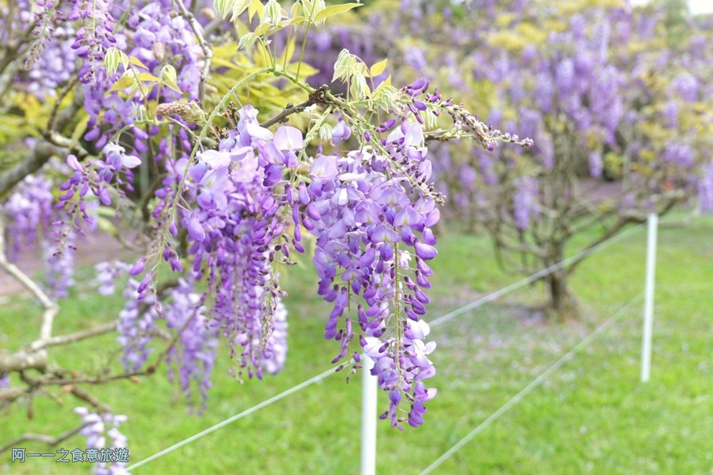 淡水紫藤花園二號水源園區.北海岸秘境.ig景點