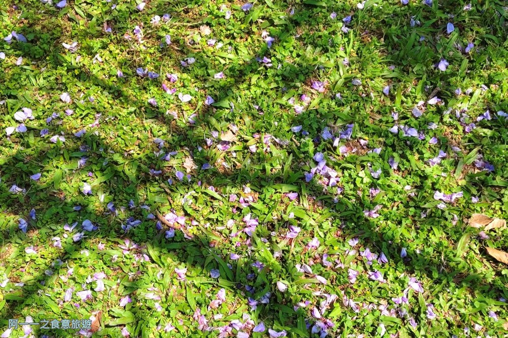 淡水紫藤花園二號水源園區.北海岸秘境.ig景點