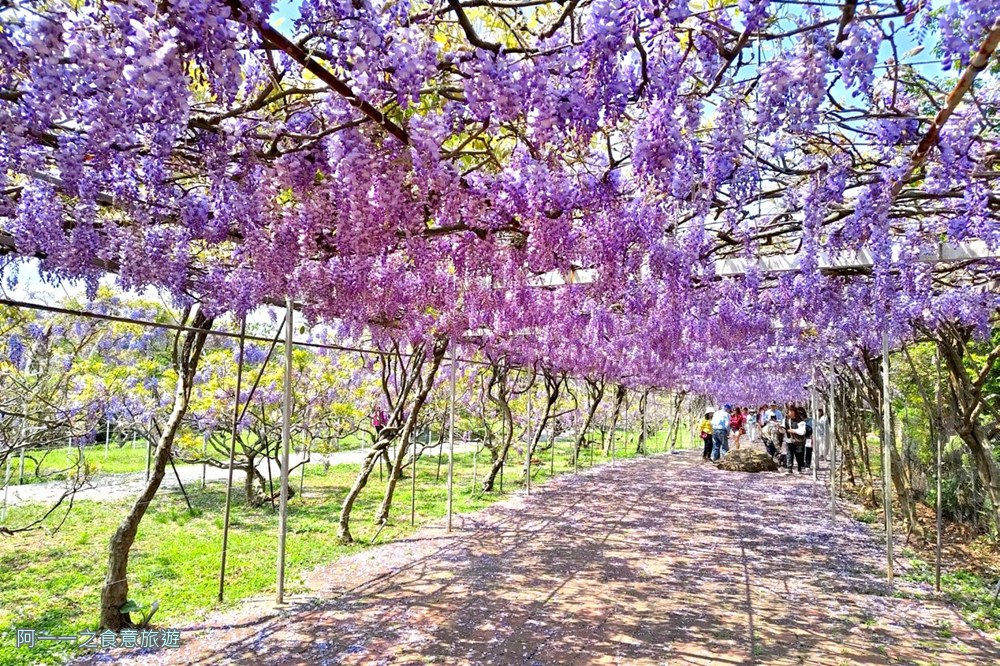淡水紫藤花園二號水源園區.北海岸秘境.ig景點