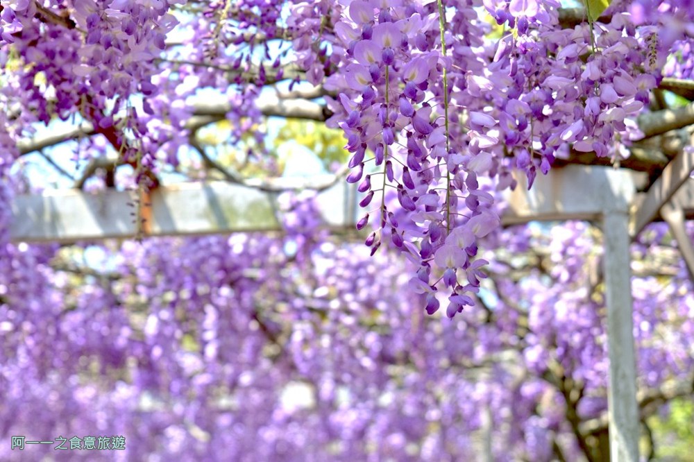 淡水紫藤花園二號水源園區.北海岸秘境.ig景點