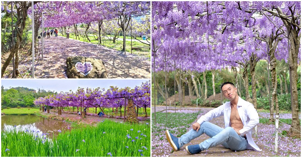 淡水紫藤花園二號水源園區｜門票交通全攻略 8000坪紫藤花瀑夢幻爆表，免出國秒飛日本