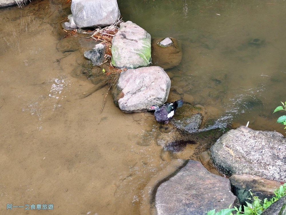 大溝溪親水步道.台北內湖秘境.花海