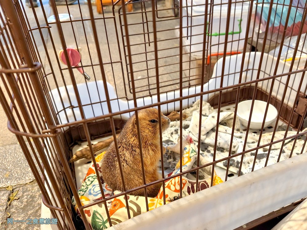 十分樓仔厝咖啡.十分老街美食.平溪線一日遊