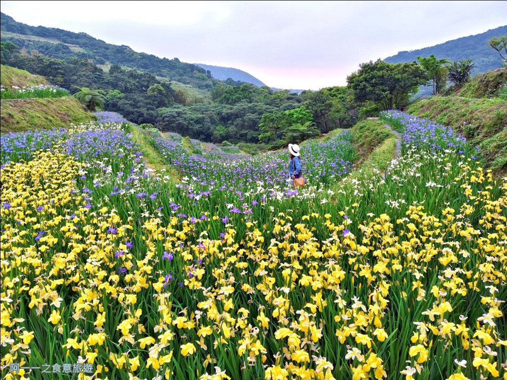 石門嵩山百年梯田.鳶尾花.北海岸秘境
