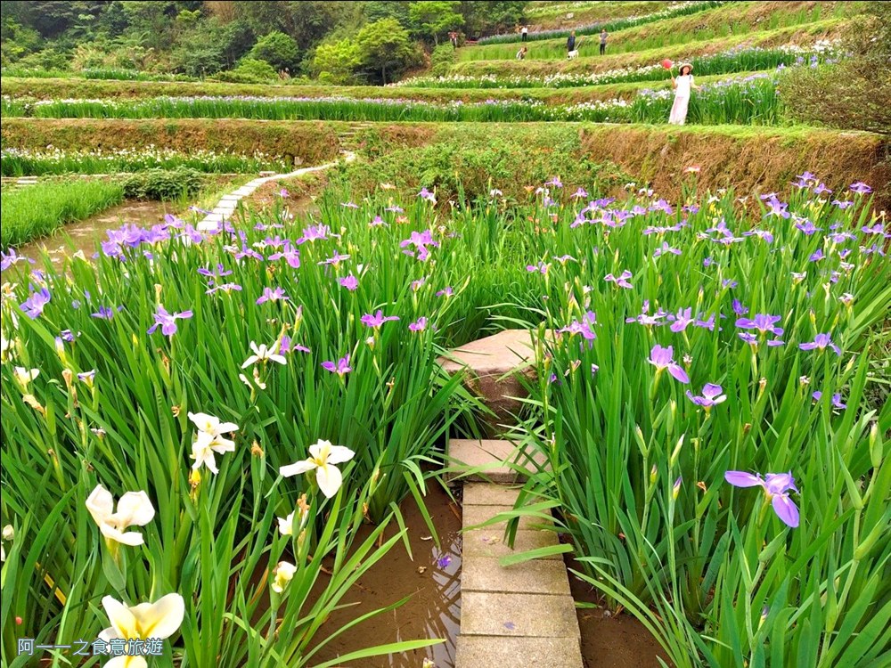 石門嵩山百年梯田.鳶尾花.北海岸秘境