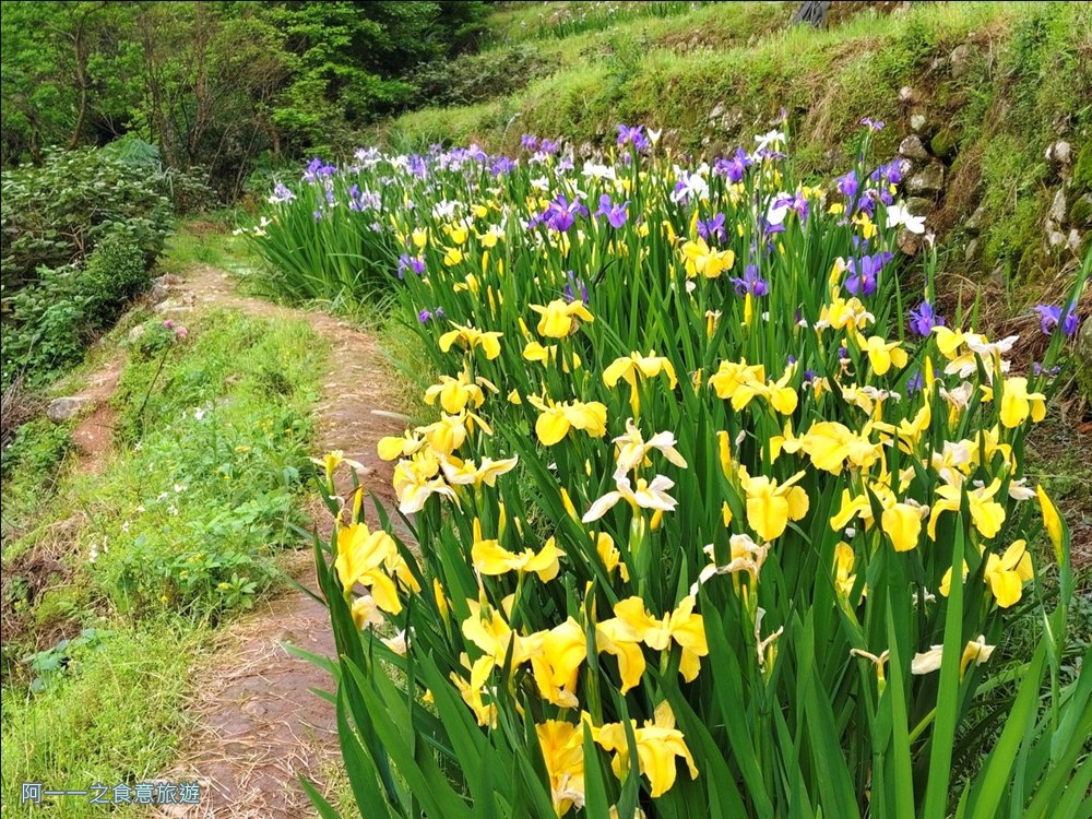 石門嵩山百年梯田.鳶尾花.北海岸秘境