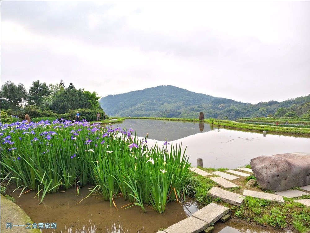 石門嵩山百年梯田.鳶尾花.北海岸秘境