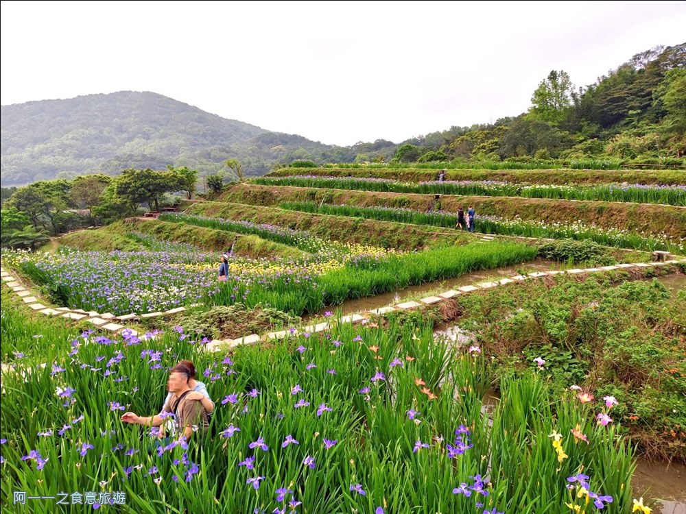 石門嵩山百年梯田.鳶尾花.北海岸秘境
