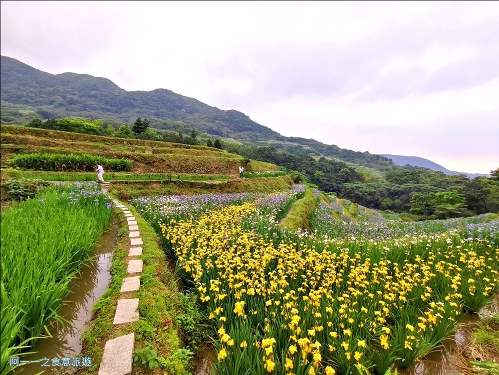 石門嵩山百年梯田.鳶尾花.北海岸秘境