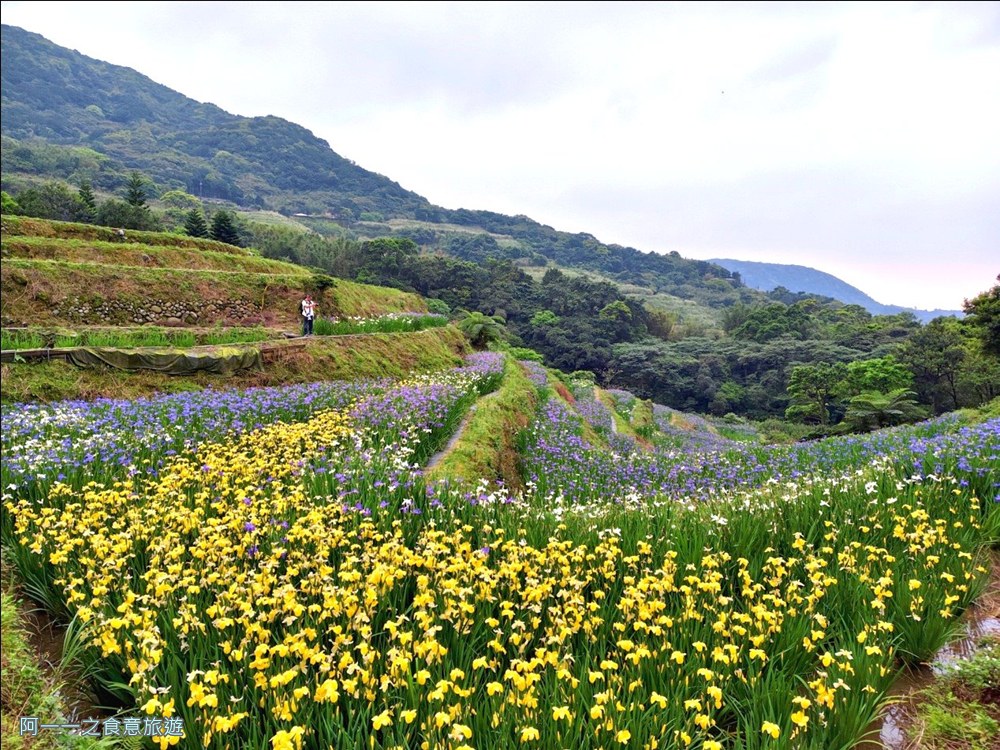 石門嵩山百年梯田.鳶尾花.北海岸秘境