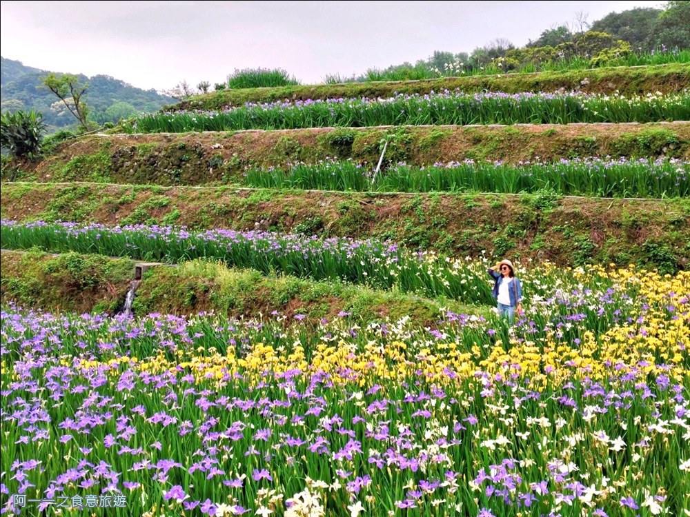 石門嵩山百年梯田.鳶尾花.北海岸秘境