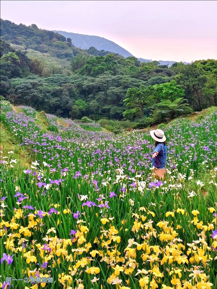 石門嵩山百年梯田.鳶尾花.北海岸秘境