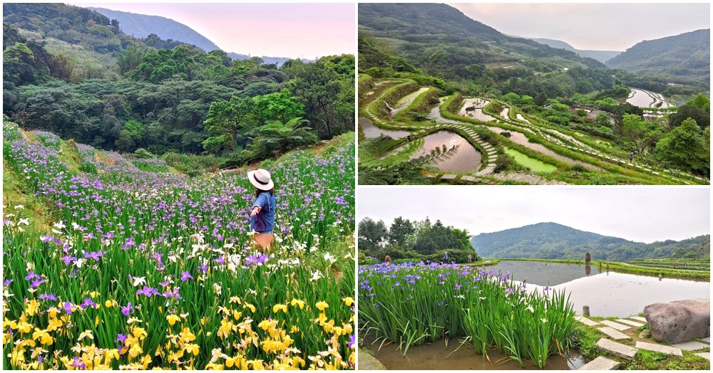 石門嵩山百年梯田｜北海岸秘境 壯闊石砌梯田、五彩鳶尾花海、桃花源真實版