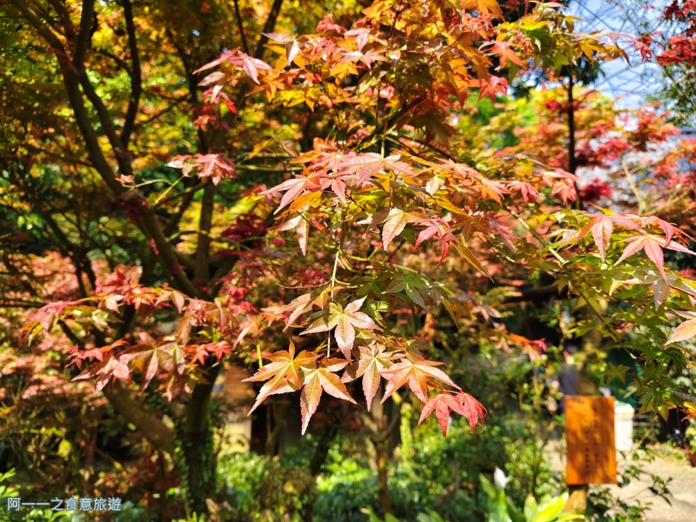 台北奧萬大.陽明山賞楓景點
