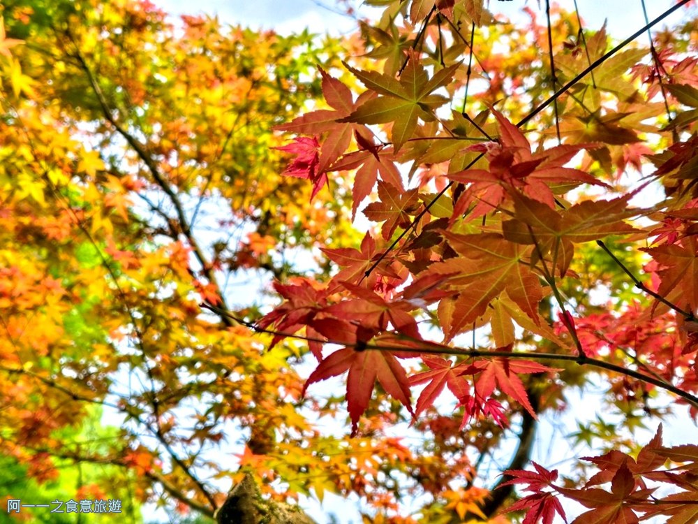 台北奧萬大.陽明山賞楓景點