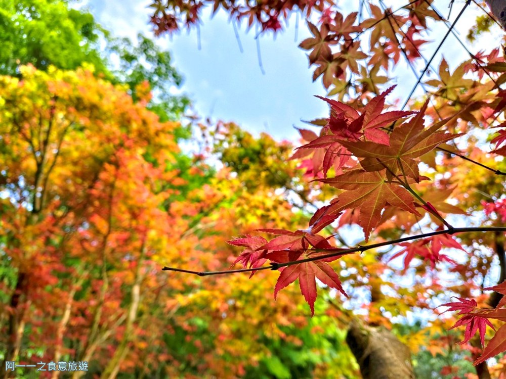 台北奧萬大.陽明山賞楓景點
