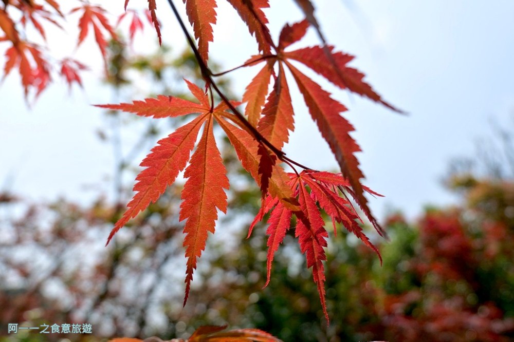台北奧萬大.陽明山賞楓景點