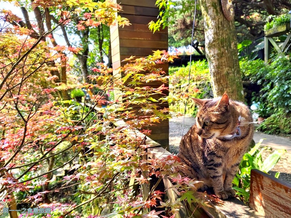 台北奧萬大.陽明山賞楓景點