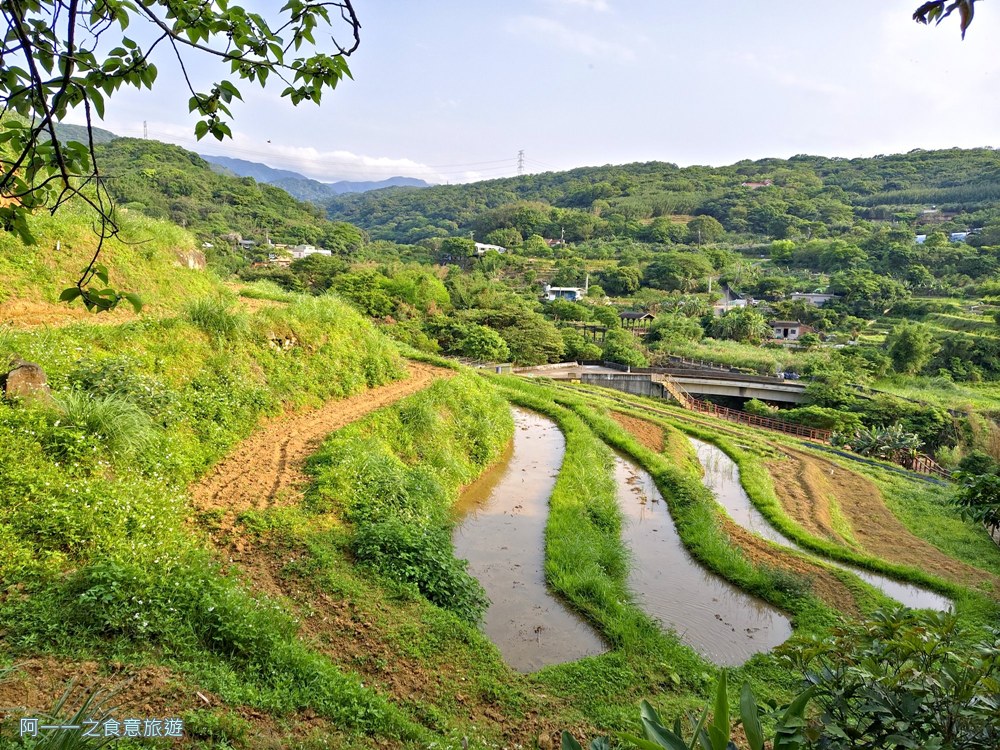 三芝賞桐步道.桐花.三生步道.北海岸秘境